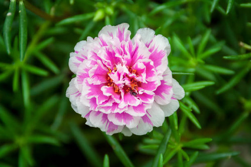 It is in the family Portulacaceae..jpg