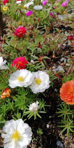 Multi-colored flowers in a garden.jpg