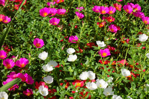 Blooming or splendid petals in the flowerbed under the hot summer sun.jpg