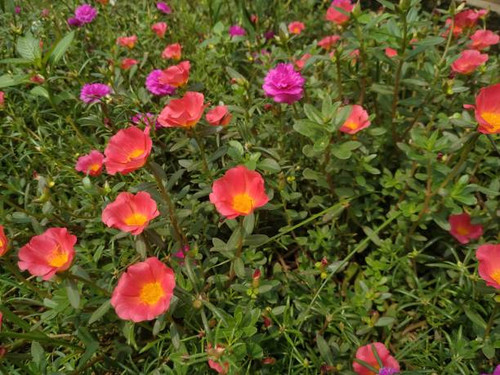 Green natural flower plant pink and red organic beautiful.jpg