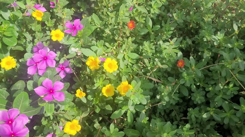 Footage periwinkle flower with pink color bloom in the morning.jpg