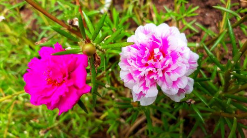 Portulaca grandiflora is a succulent flowering plant in the purslane family Portulacaceae, native to.jpg