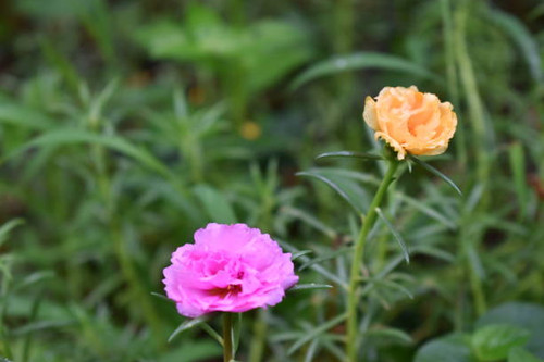 Pink and yellow Puffball flower.jpg