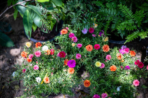 Group of Common Purslane flower.jpg