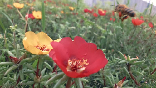 Entomology concept. Insect in wild nature, pollination process, slow motion. Bee flying around pursl.jpg