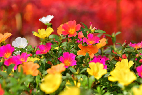 Portulaca, also known as moss rose or purslane, is beautiful flower which is popular for summer flow.jpg