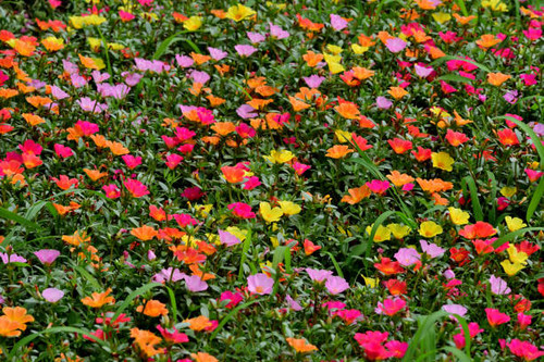 Portulaca, also known as moss rose or purslane, is beautiful flower which is popular for summer flow.jpg