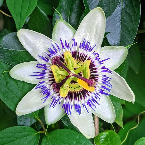 Passiflora 3.jpg