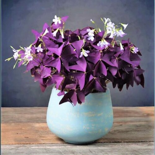 Oxalis triangularis 3.jpg