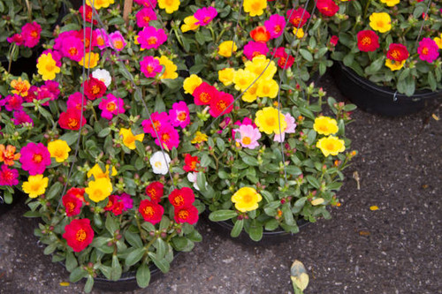 thailand market outdoor landscape ..jpg