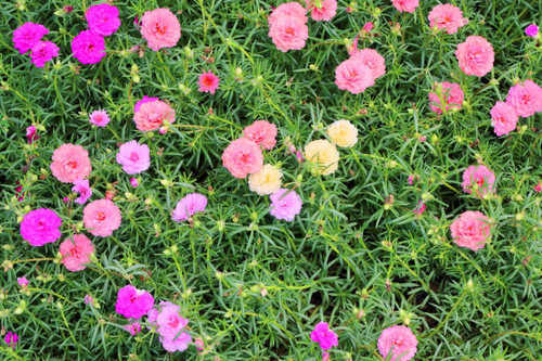 Moss rose or Portulaca grandiflora or Rose moss small flower in the garden.jpg
