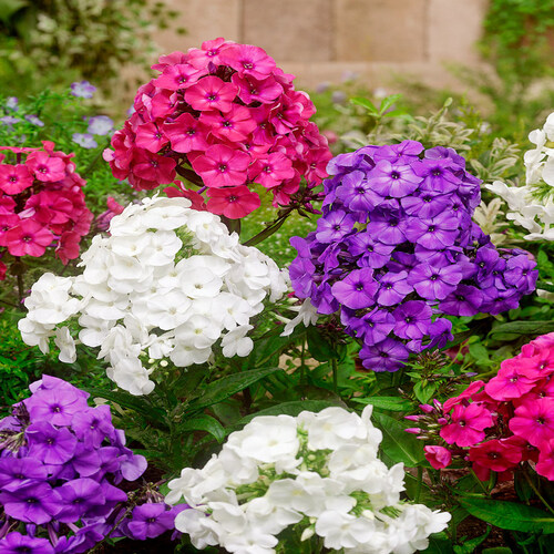 Phlox mix 1.jpg