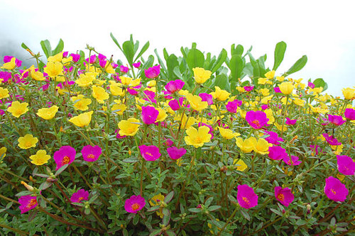 meadow with fowers.jpg