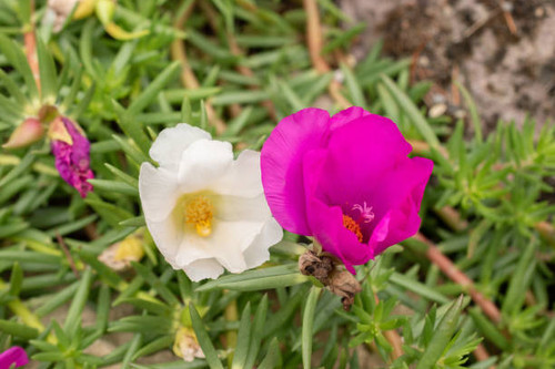 Zurich, Switzerland, August 9, 2023 Portulaca Grandiflora or mexican rose at the botanical garden.jpg