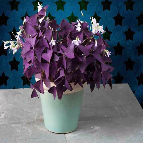 Oxalis triangularis 2.jpg