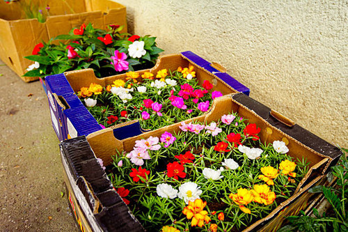 Moss Rose (Portulaca) or Purslane as blooming is placed in cardboard box, arranged in florist yard, .jpg