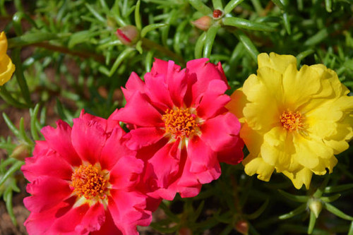 Brightly coloured Moss rose flowers, also known as Portulaca,  or Purslane, a hardy annual ground co.jpg
