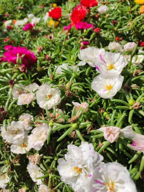 Moss-rose (Portulaca grandiflora) garden flowers.jpg