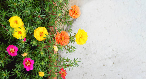 Moss rose flowers (Portulaca grandiflora) against concrete background with copy space.jpg
