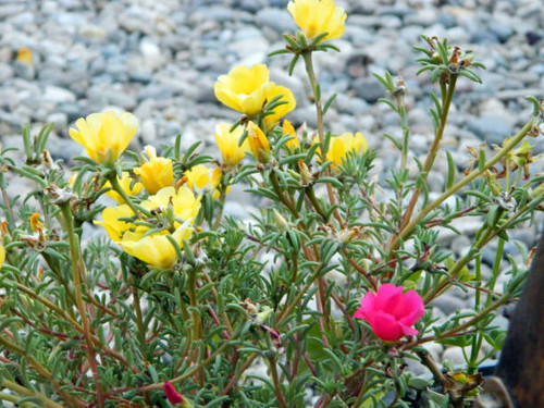 Moss-rose flowers in the garden.jpg