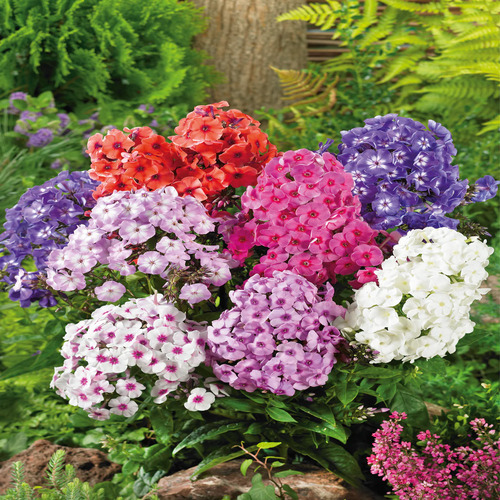 Phlox mix 2.jpg