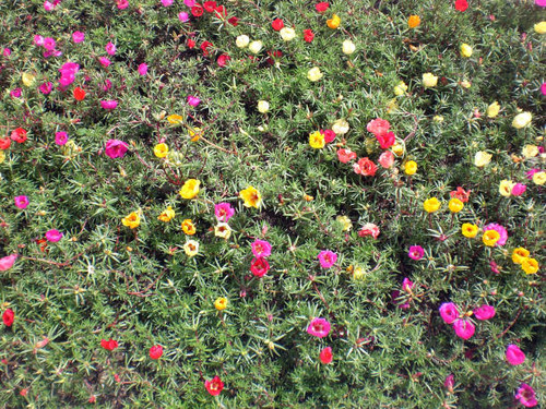 Moss rose or Portulaca grandiflora or Rose moss small flower in the garden.jpg