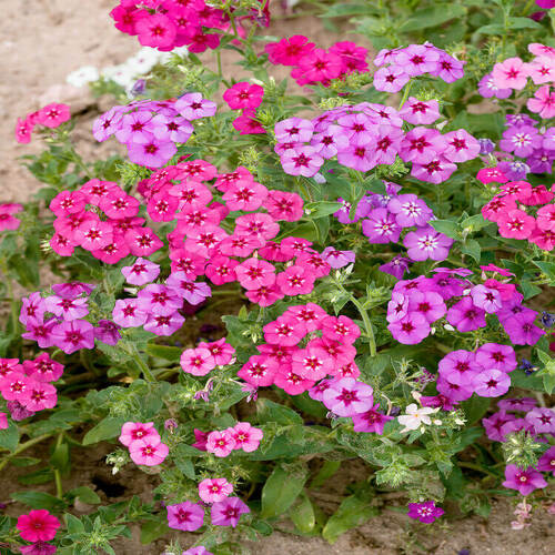 Phlox mix 3.jpg