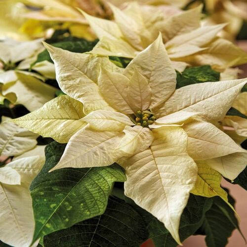 Poinsettia 1.jpg
