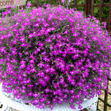Lobelia pink 1.jpg