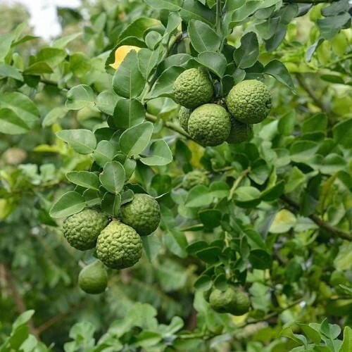 Kaffir Lime 1.jpg