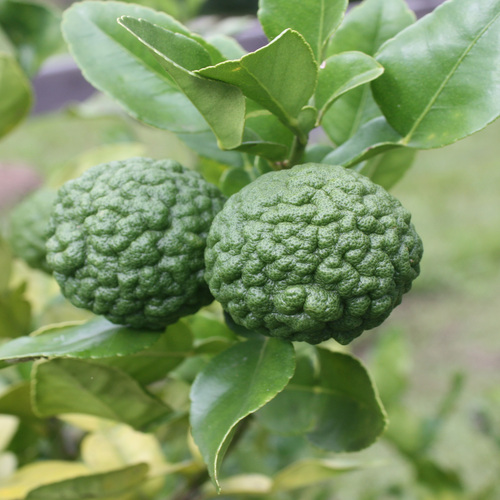 Kaffir Lime 2.jpg