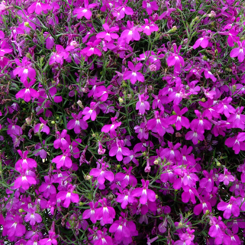 Lobelia pink 2.jpg