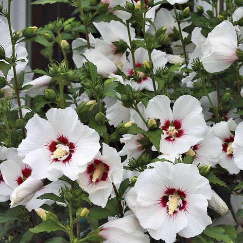 Hibiscus Syriacus w3.jpg