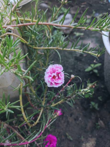 Flowers in the yard, morning.jpg
