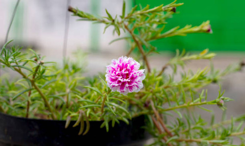 abstract background of pink flower in the pot.jpg