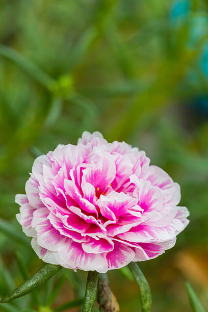 Pink flower on nature background,Common Purslane, portulaca flowers, Verdolaga, Pigweed..jpg