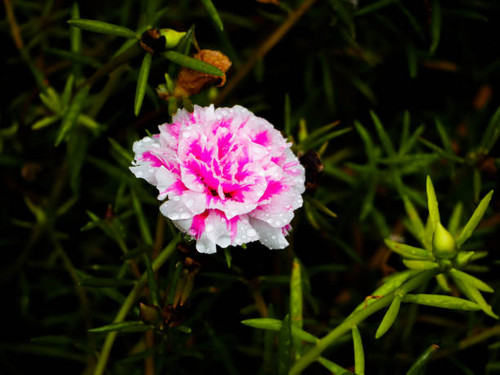 Pink cute flower.jpg