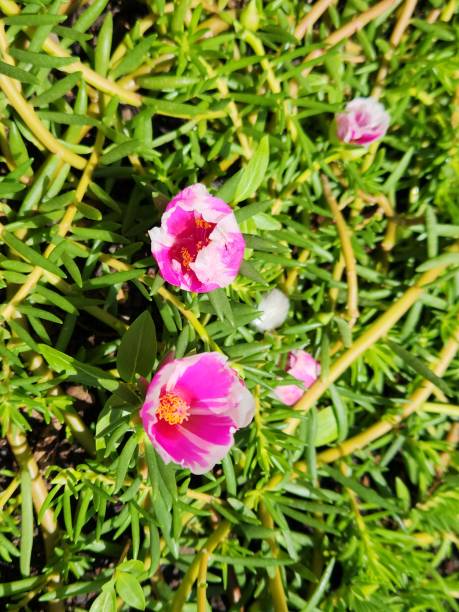 The pink flower with a white border of Portulaca grandiflora is a natural spectacle of contrast and .jpg