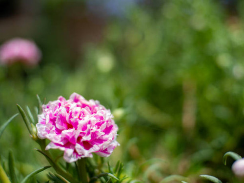 Pink flower and nature at Phitsanulok, Thailand..jpg