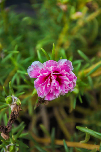 moss rose or ten o'clock has many color variety of flower. It is a species of purslanes or portulaca.jpg