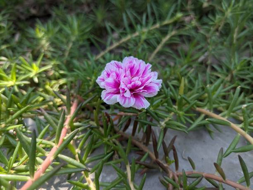 Pink Mossrose Flower / Portulaca Grandiflora.jpg