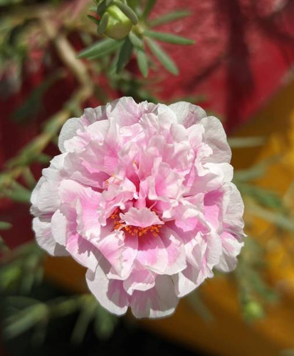 Pink Flower Photography. Nature Photography and Close up photography.jpg