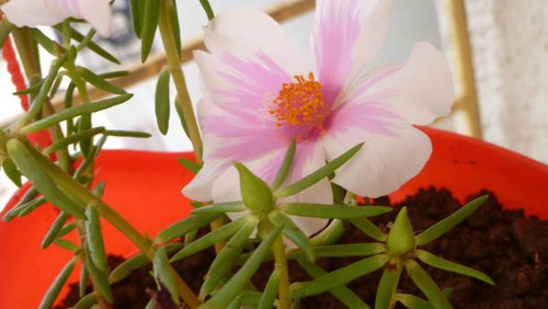 Single pink flower with leaves in flower pot.jpg