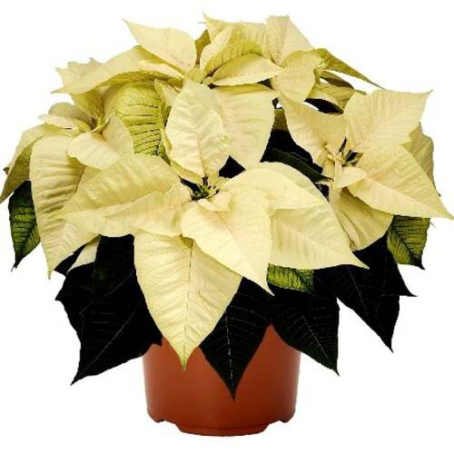 Poinsettia 3.jpg