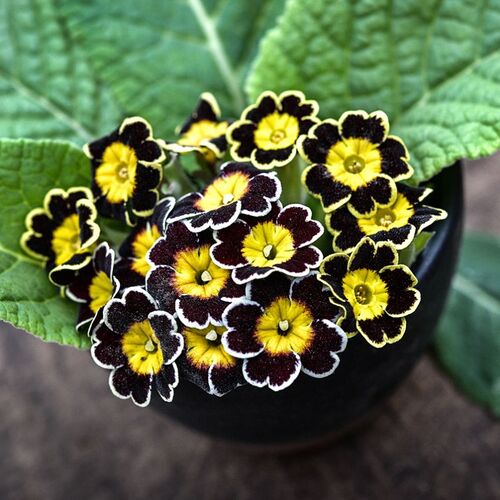 primula auricula889.jpg