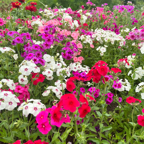 Phlox mix 4.jpg