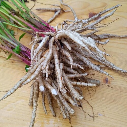 skirret 4.jpg