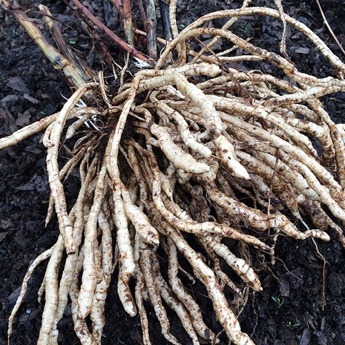skirret 1.jpg
