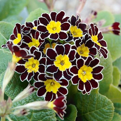 primula auriculaaw.jpg