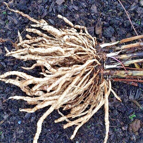 skirret 2.jpg